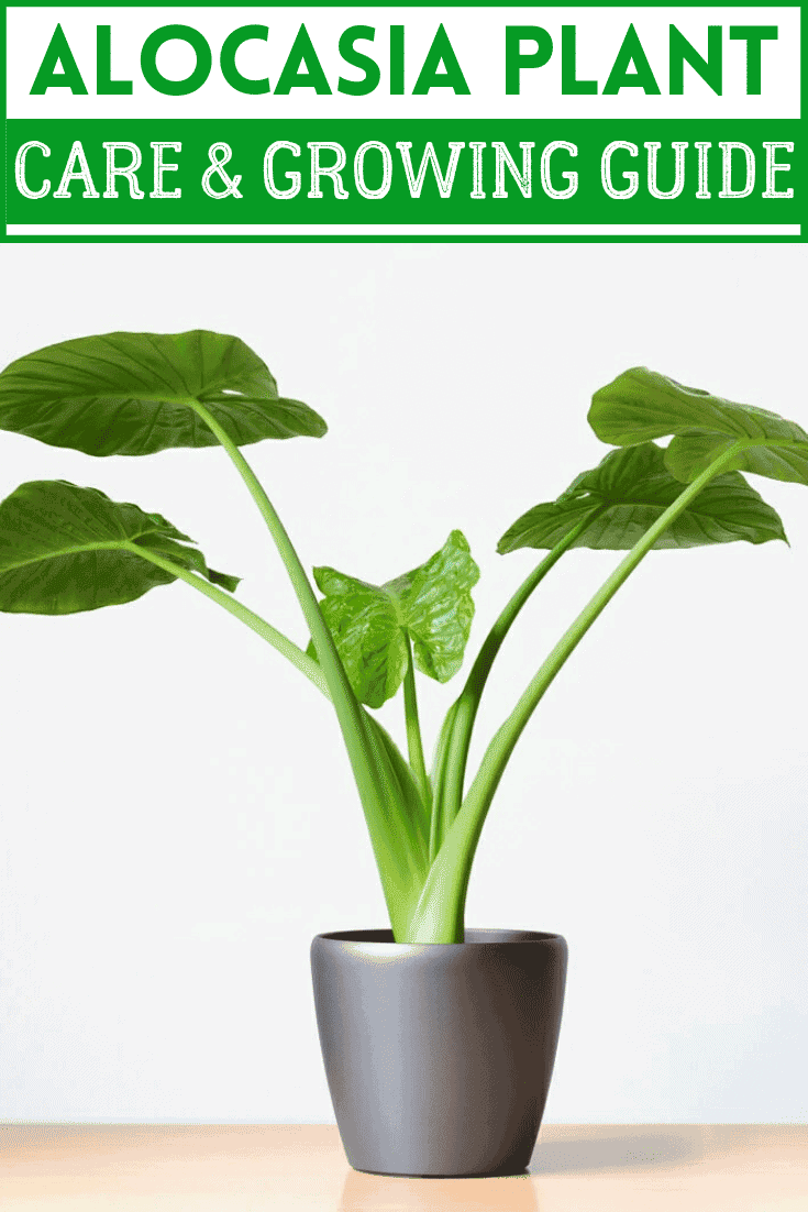 Alocasia Plant care