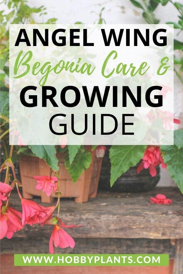 Angel Wing Begonia Care