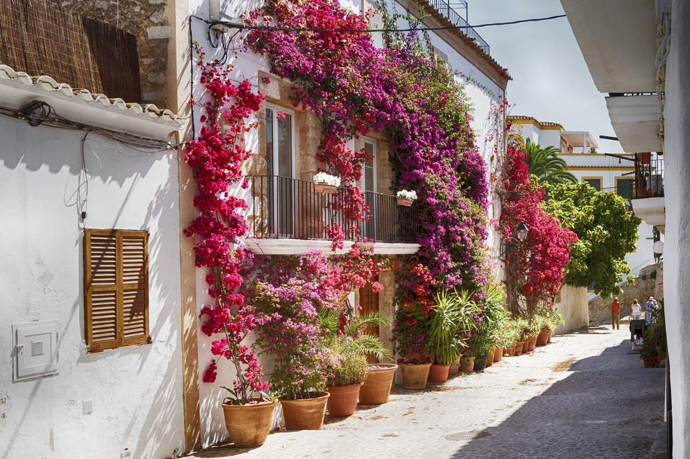 Bougainvillea Plant covered house