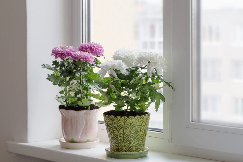 Chrysanthemum in a pot on a window
