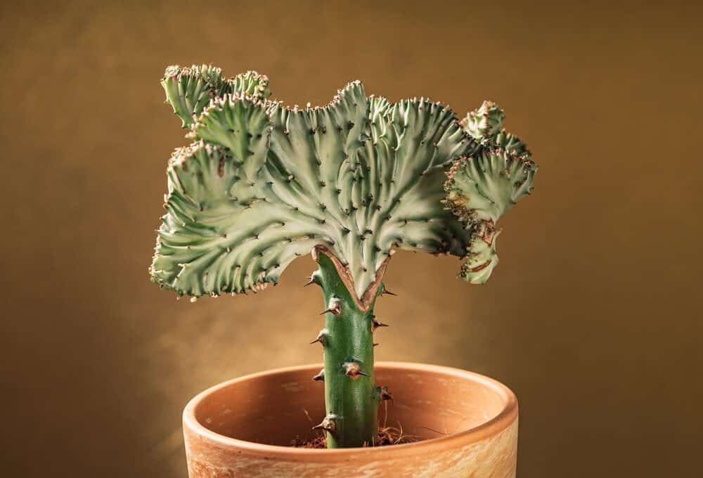 Coral cactus brown pot