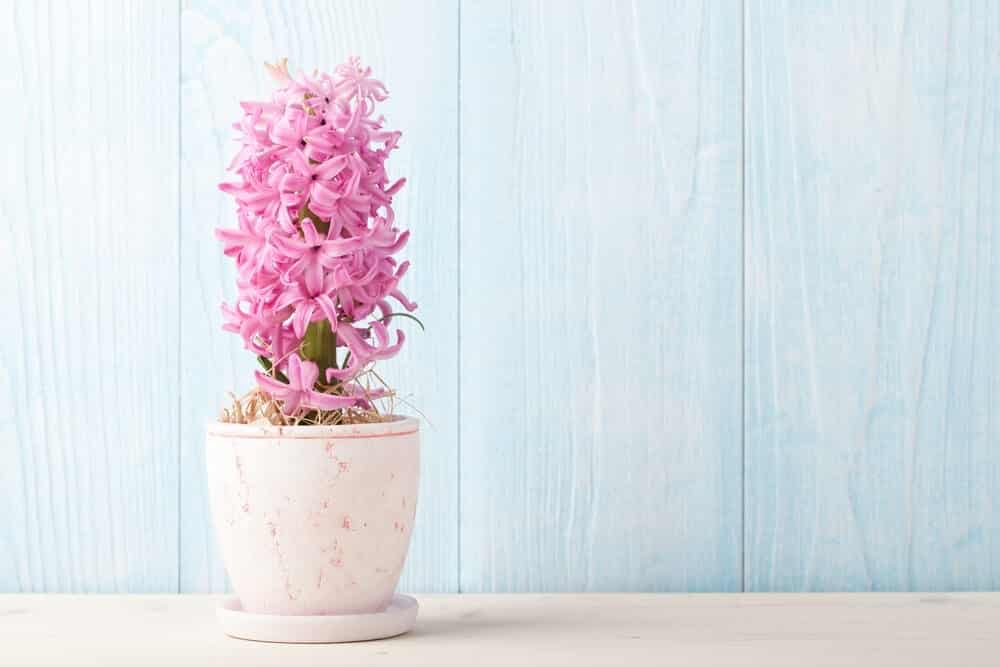 Hyacinth flower pink in a pot