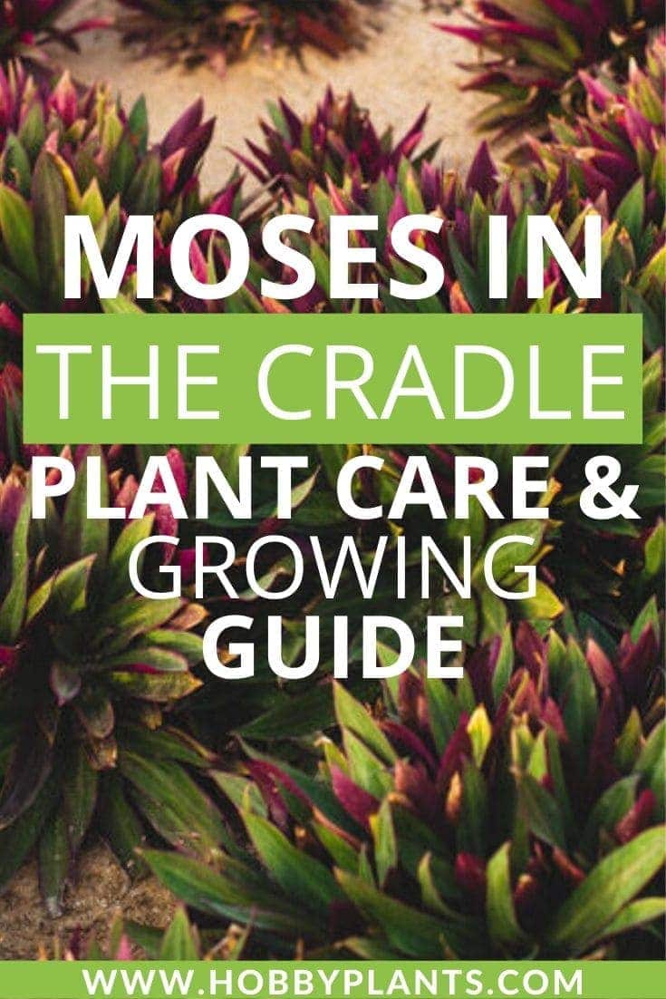 Moses in the Cradle Plant Care