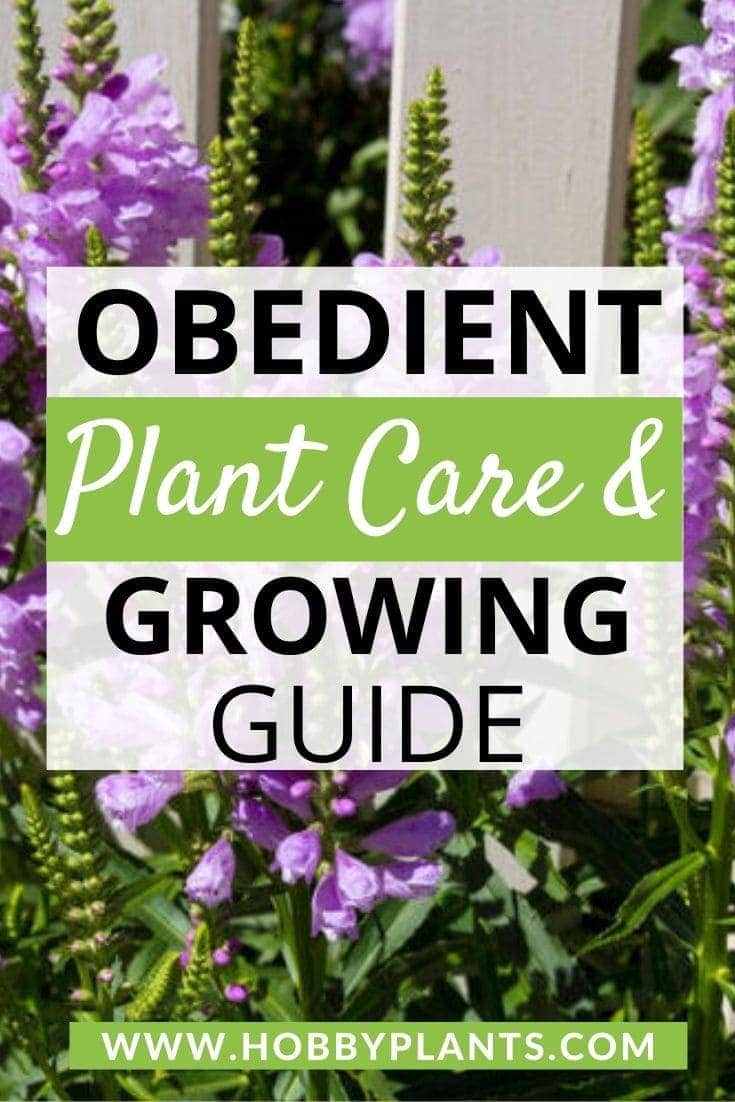Obedient Plant Care