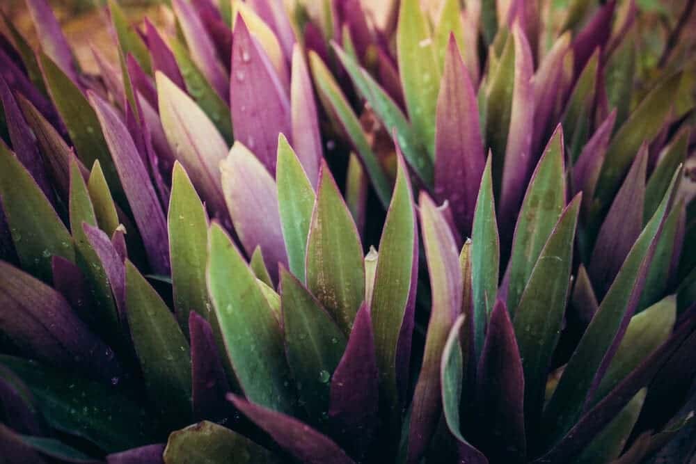 Oyster Plant leaves close up