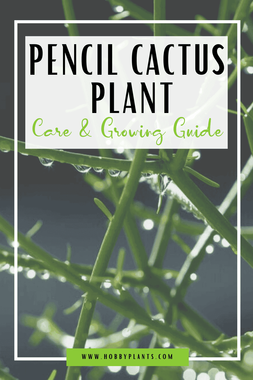 Pencil Cactus Plant Care