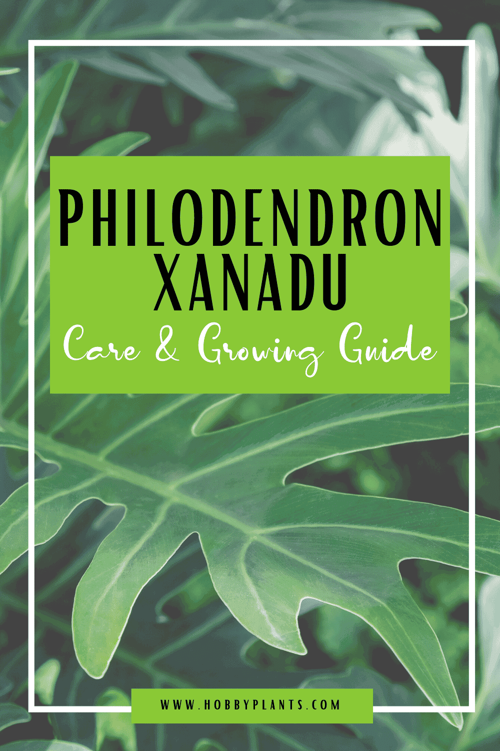 Philodendron Xanadu Care
