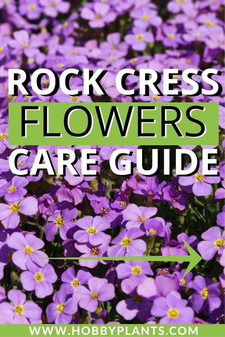 Rock Cress Flowers Care