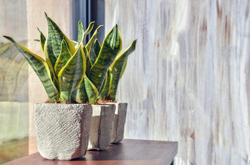 Snake Plant in a grey pot on a window