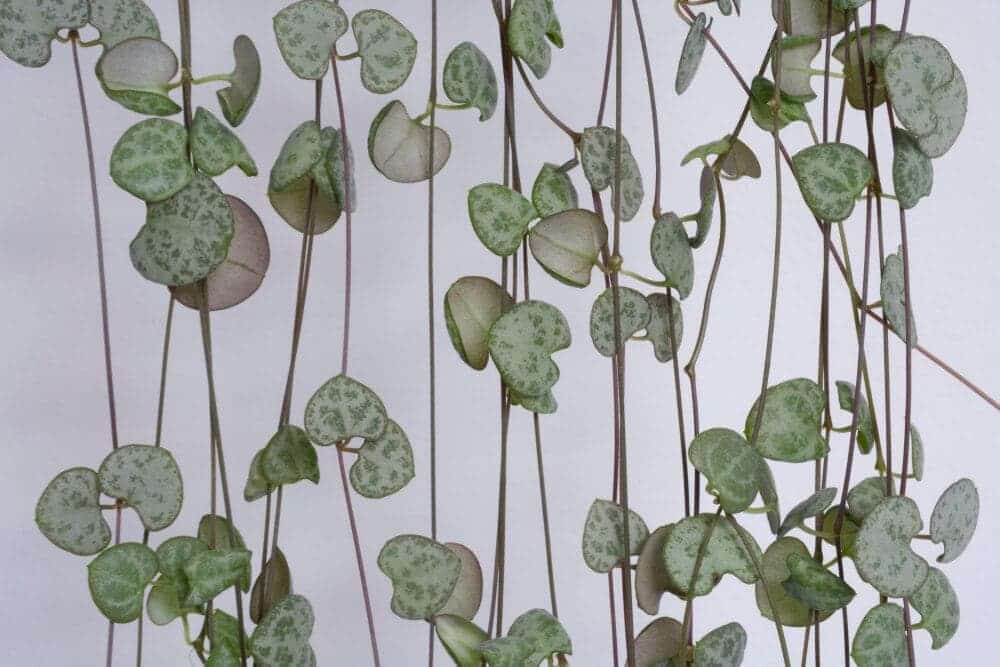 Ceropegia woodii in an interior