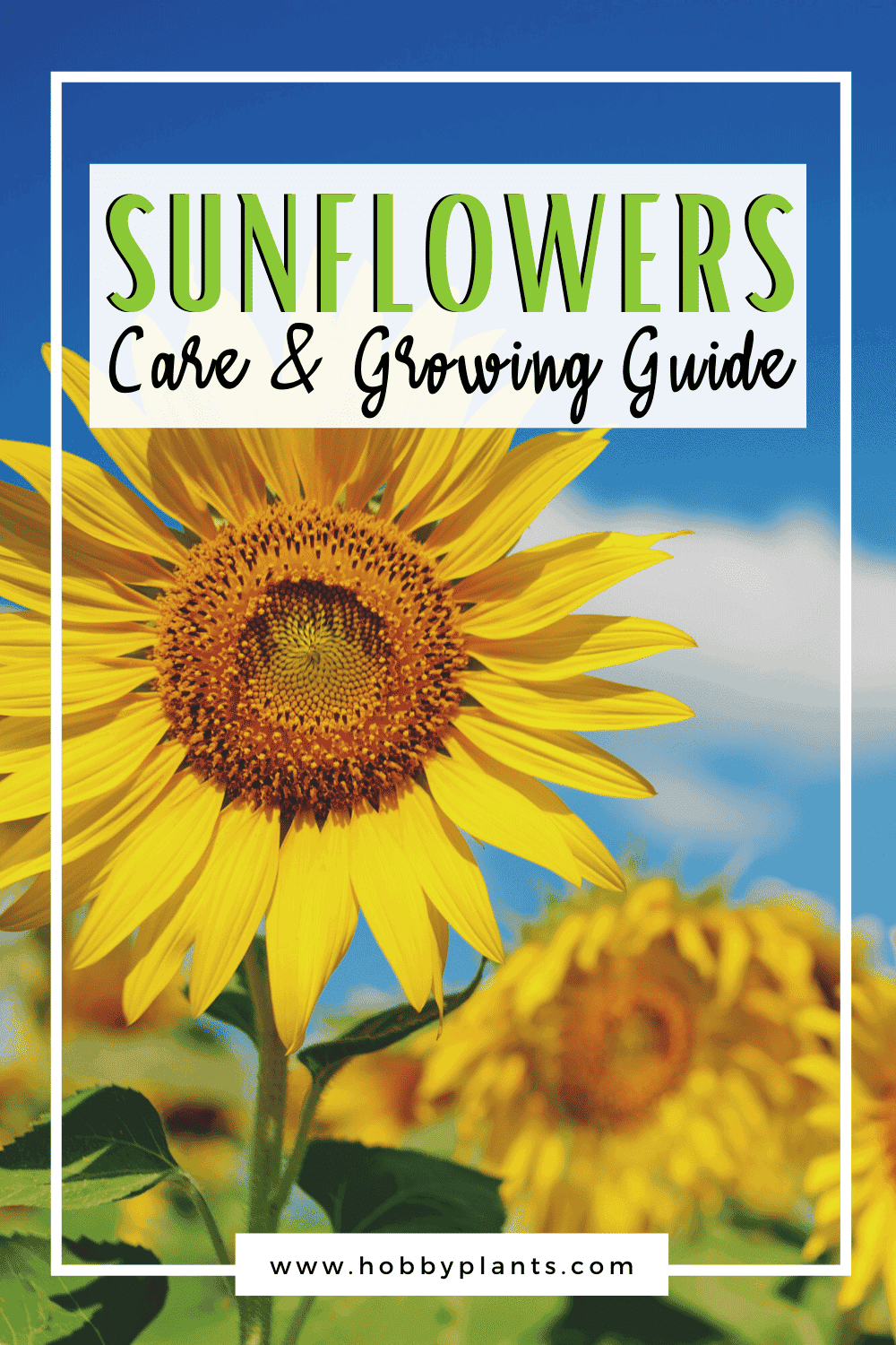 Sunflowers Care & Growing Guide