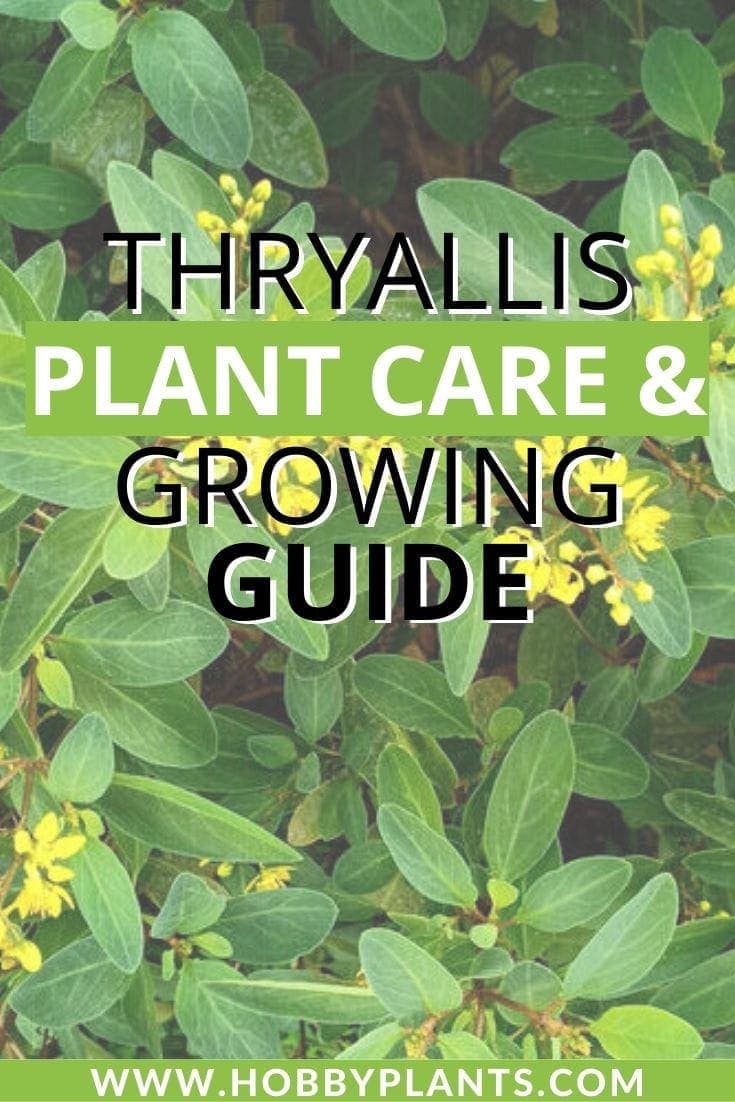 Thryallis Plant Care