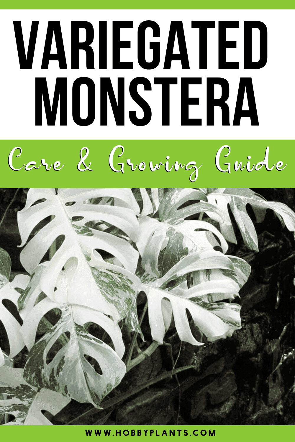Variegated Monstera Care
