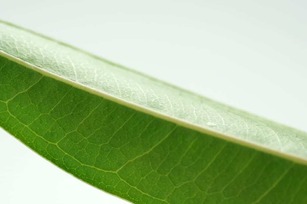 ficus alii close up leaf