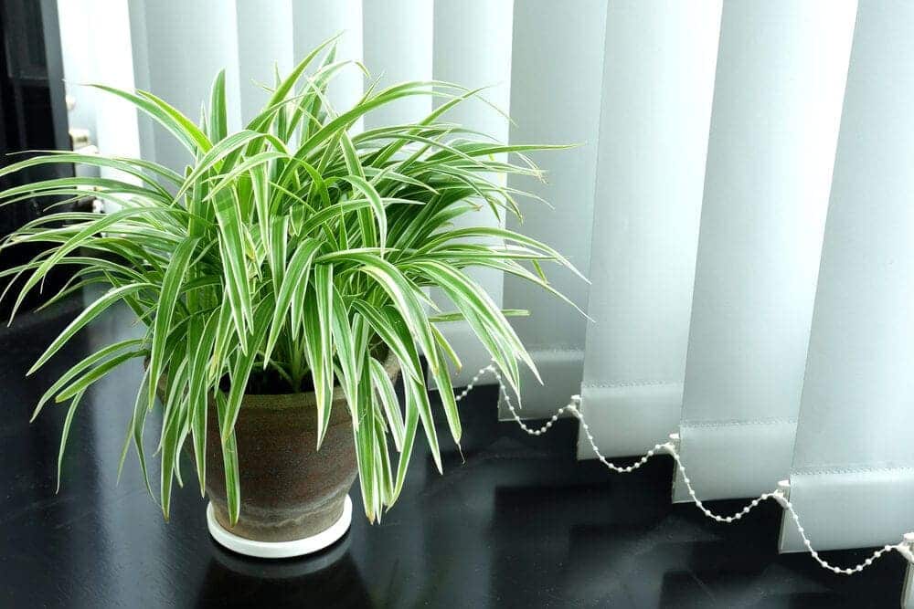 spider plant in a flat
