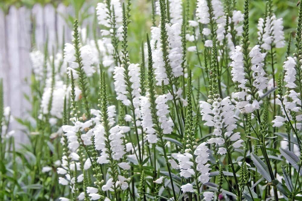 white obedient plant