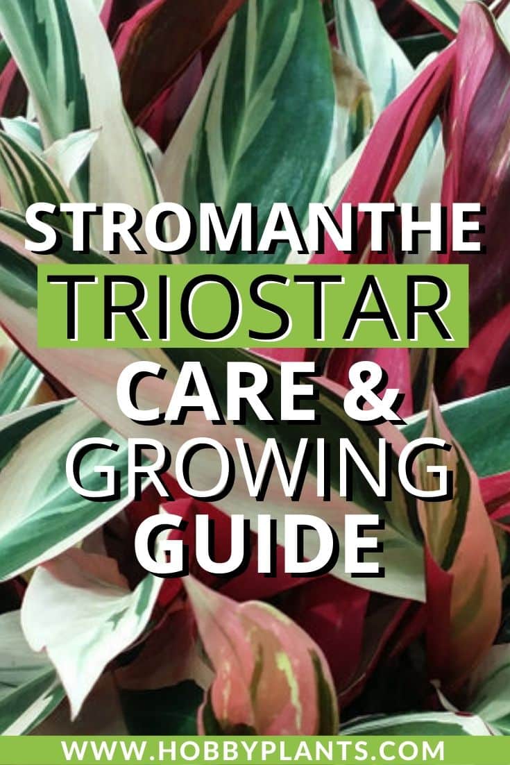 Stromanthe-Triostar-Care