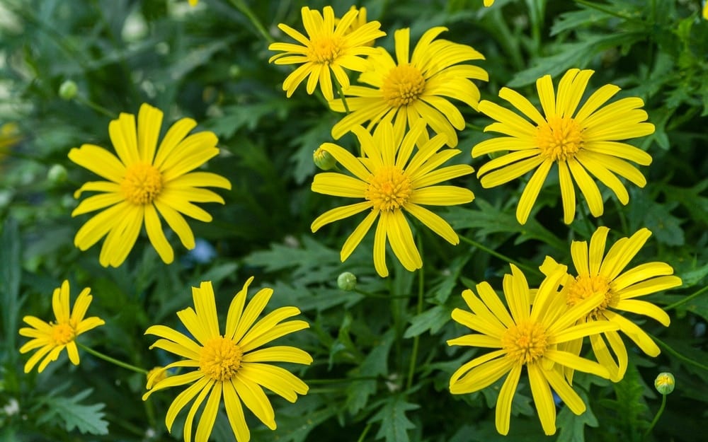 African Bush Daisy Euryops chrysanthemoides Care Growing Guide