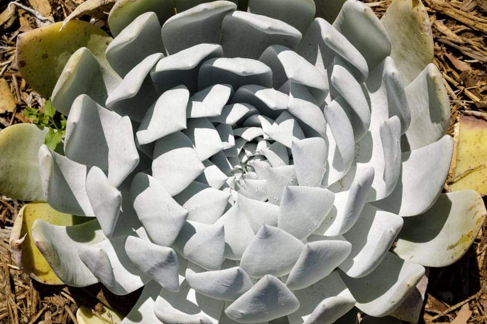 Dudleya Plant Care Growing Guide