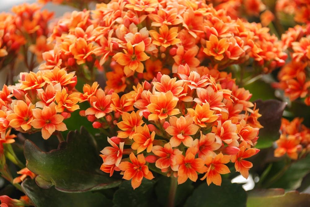 Flowering Kalanchoe orange