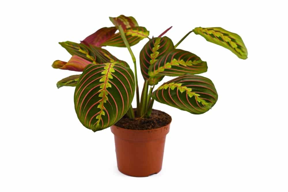 Maranta plant