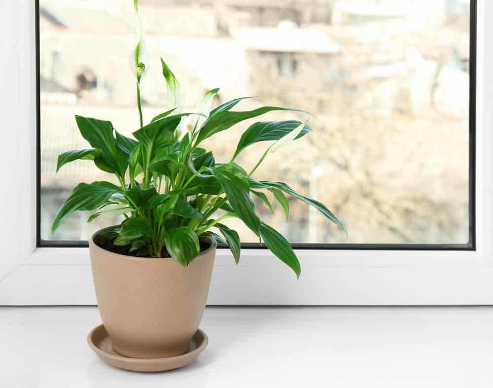 Peace Lily 2 1