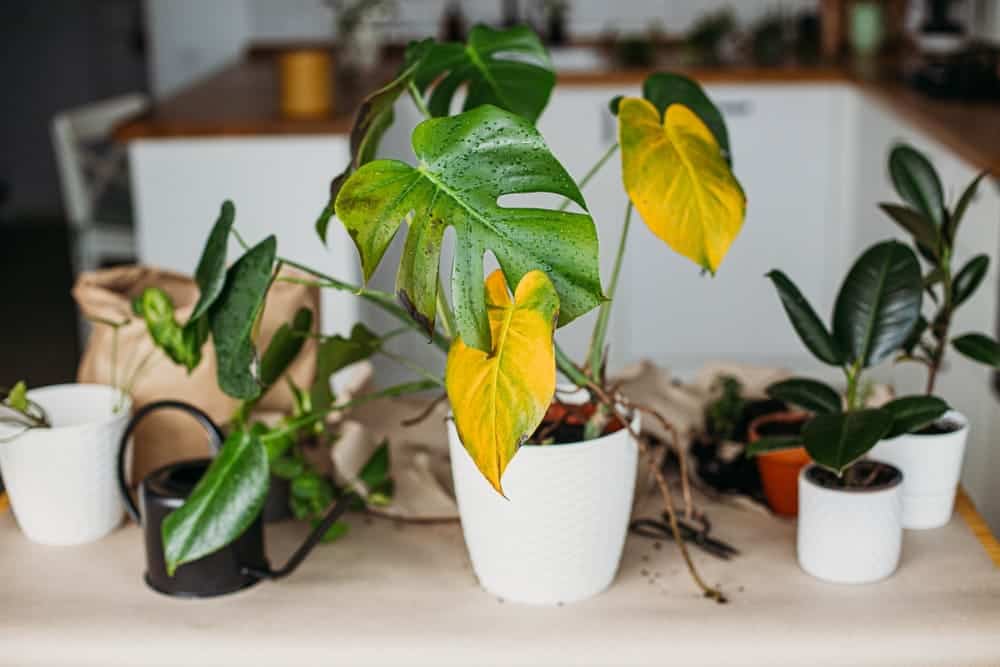 houseplant yellow leaves