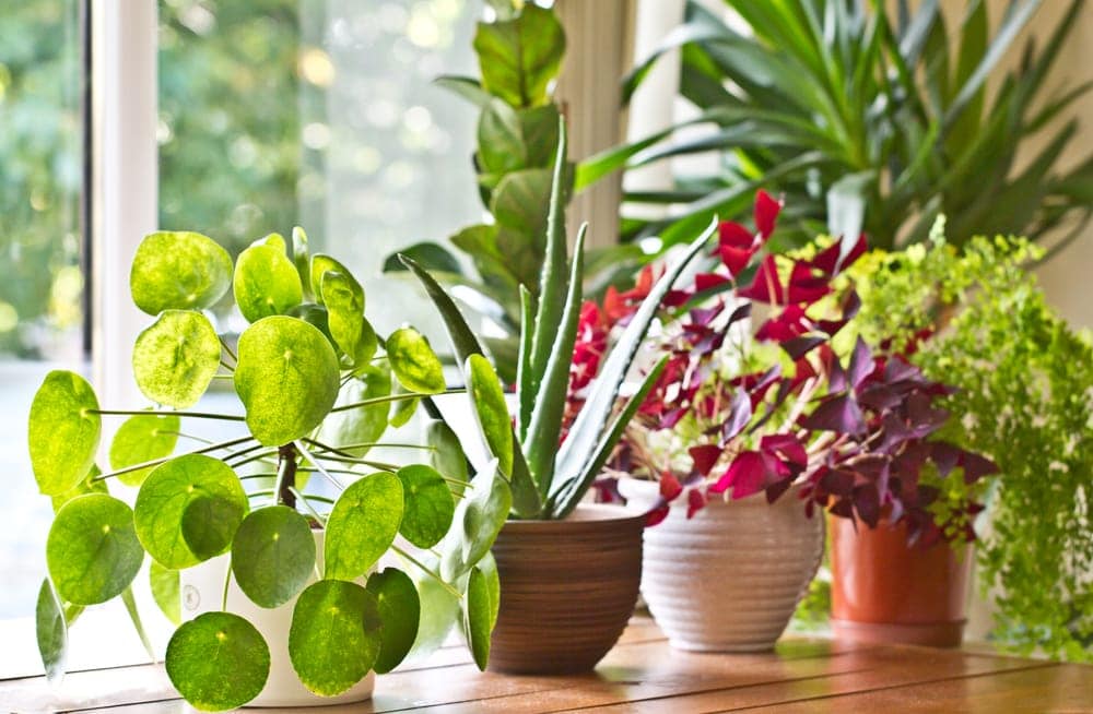 indoor plants 1