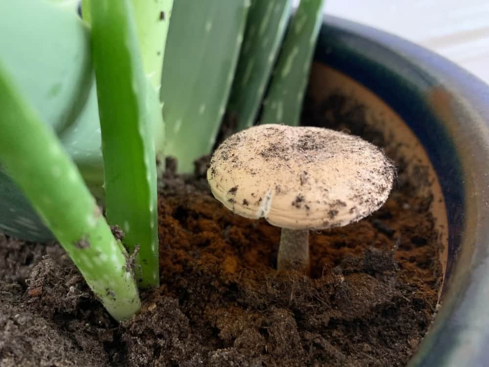 mushroom pot