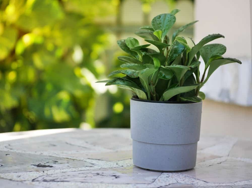 peperomia plant in a pot