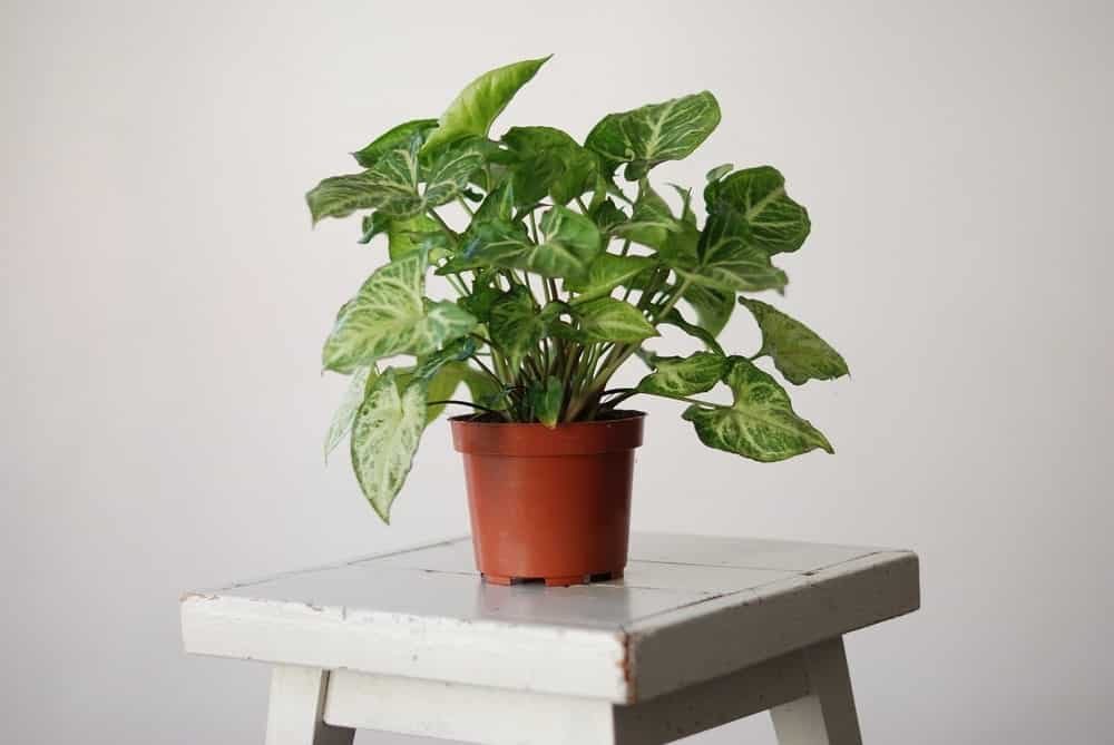 syngonium plant in a pot