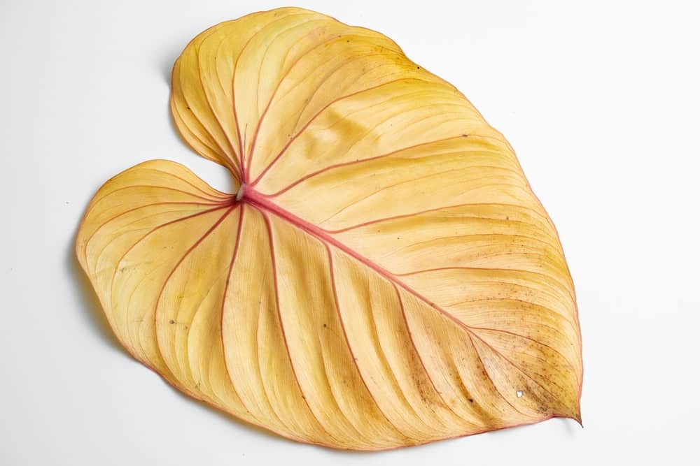 yellow Philodendron leaf