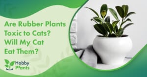 Are Rubber Plants Toxic to Cats? Will My Cat Eat Them?