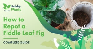 How to Repot a Fiddle Leaf Fig [COMPLETE GUIDE]