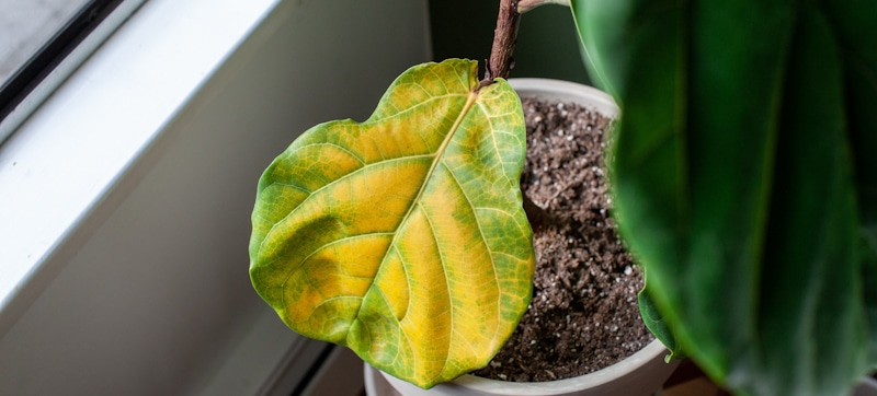 home plant fiddle leaf fig