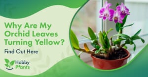 Why Are My Orchid Leaves Turning Yellow? [Find Out Here]