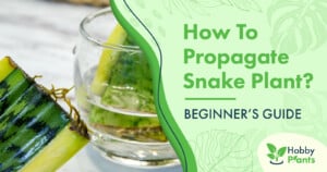 How To Propagate Snake Plant? [BEGINNER'S GUIDE]