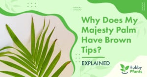 Why Does My Majesty Palm Have Brown Tips? [EXPLAINED]