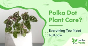Polka Dot Plant Care? [Everything You Need To Know]