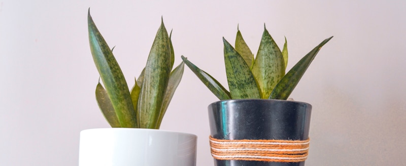 two snake plant