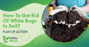 How To Get Rid Of White Bugs In Soil? [PLAN OF ACTION]