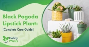 Black Pagoda Lipstick Plant: [Complete Care Guide]