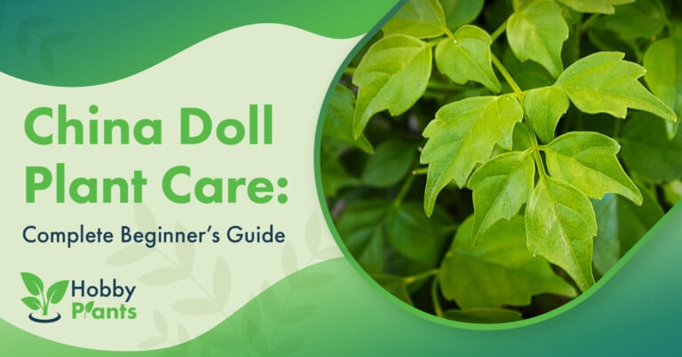 china doll plant care