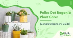 Polka Dot Begonia Plant Care: [Complete Beginner's Guide]