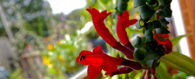 red flowers lispitck plant